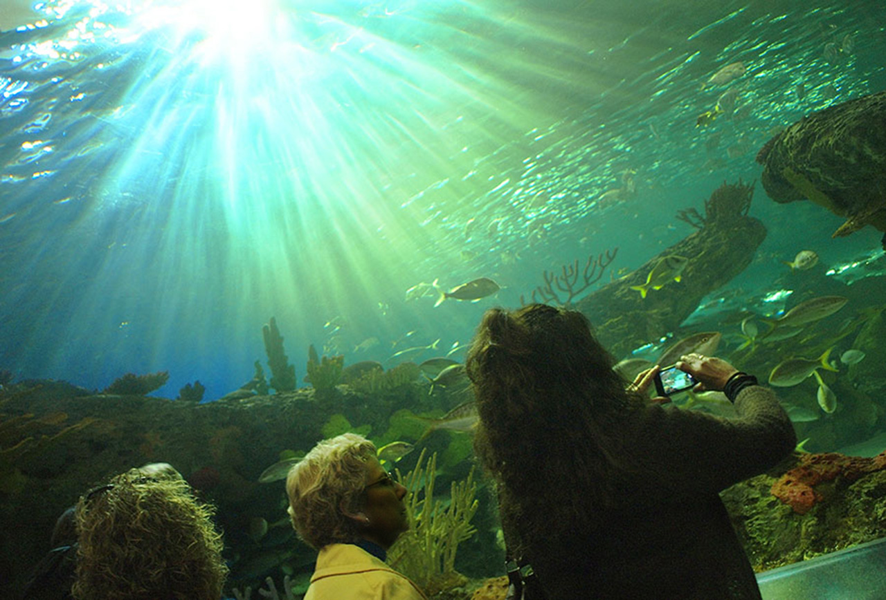 Ripley’s Aquarium of Canada The Bank of Canada Museum