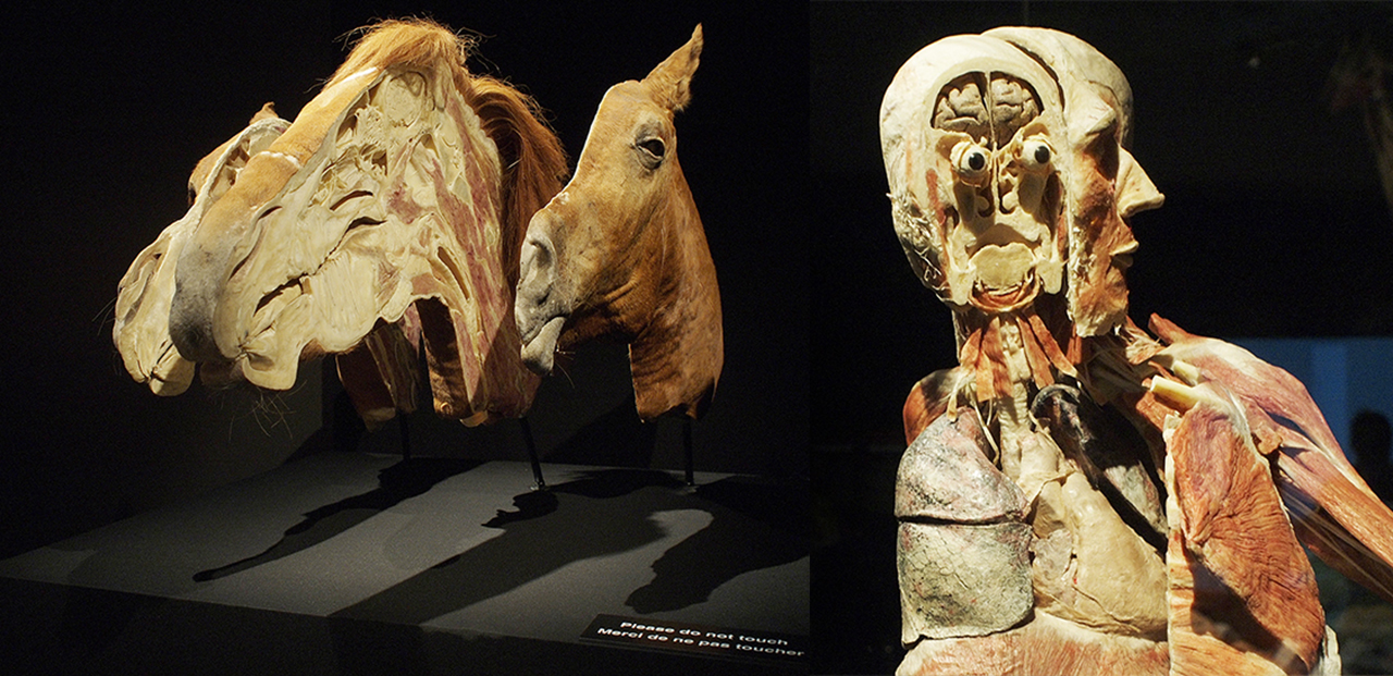 Animals inside. Лошадиный мозг. Мозг коня. Размер мозга лошади. Размер мозга лошади и человека.
