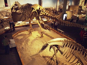 overhead view of dinosaur hall
