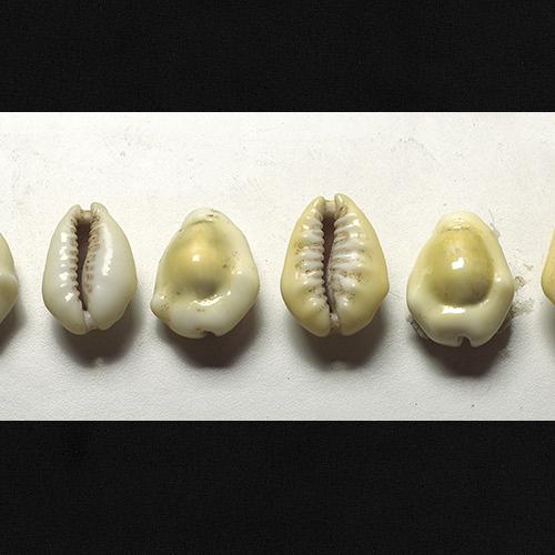 Small cowry shells, yellow and white oval shaped.