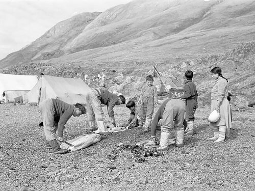 Black and white photo of group of Inuit hunters preparing seal carcasses.