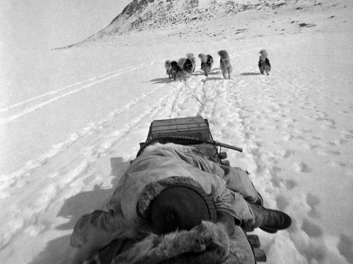 Black and white photo of dog team photographed from the sled.