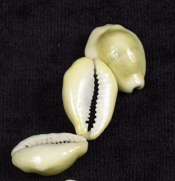 Small cowry shells, yellow and white oval shaped.