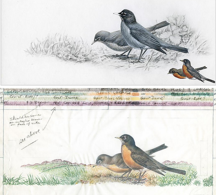 Illustrations, top, 2 birds in grey in a grassy landscape; below, same image in full colour with notations.