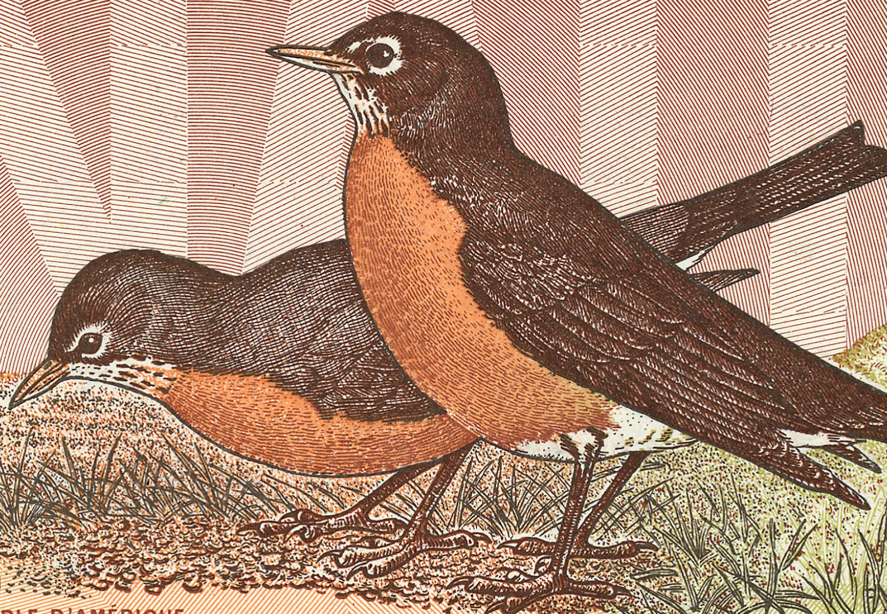 Bird illustrations Bank note illustration, 2 birds with red breasts and grey backs standing in a grassy landscape.
