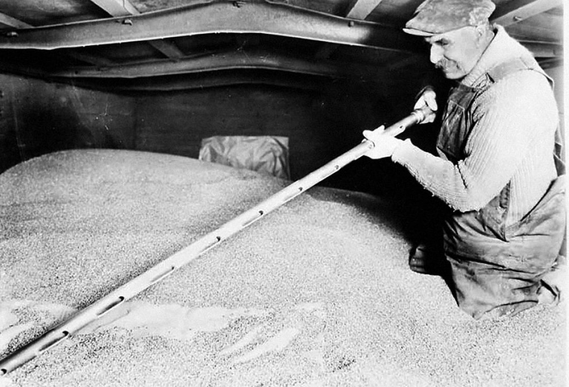 Photo, black and white, man standing hip deep in wheat grain holding a long stick.
