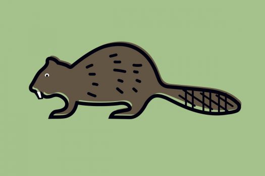 Beaver Beaver