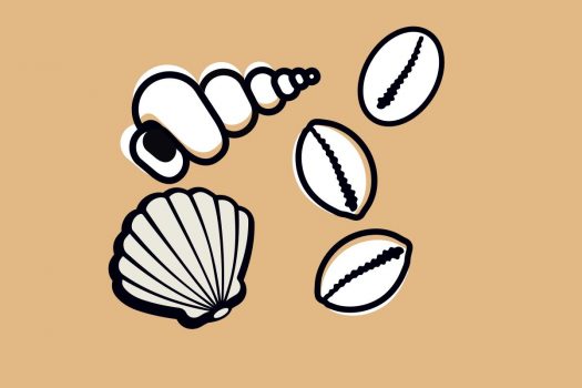 Seashells Seashells