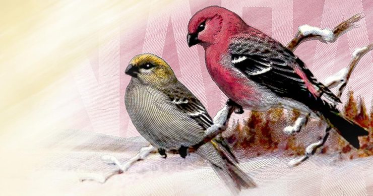 Two illustrations of birds, one a pair on a branch and the other two standing in a field.