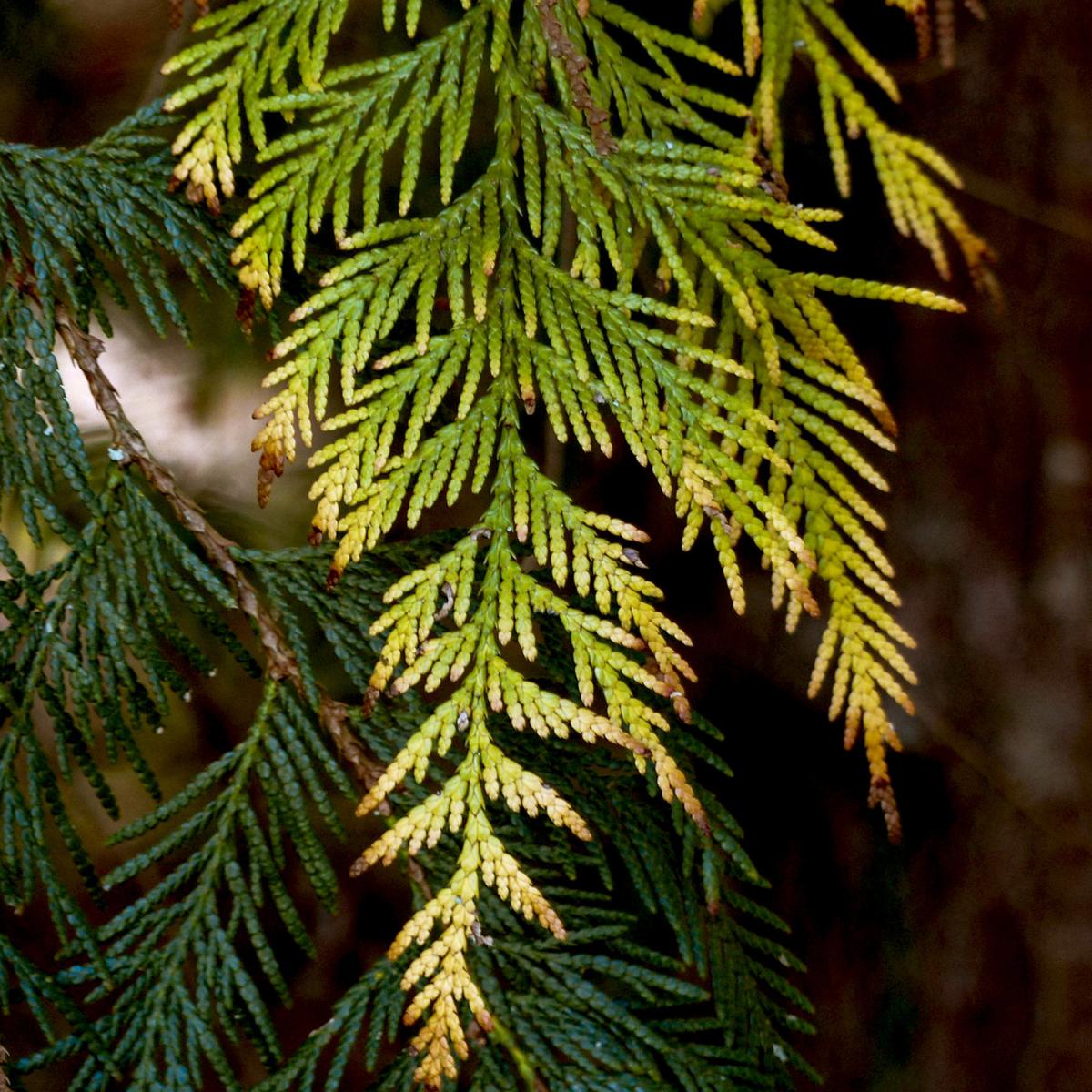 Western red cedar A cluster of western red cedar leaves.