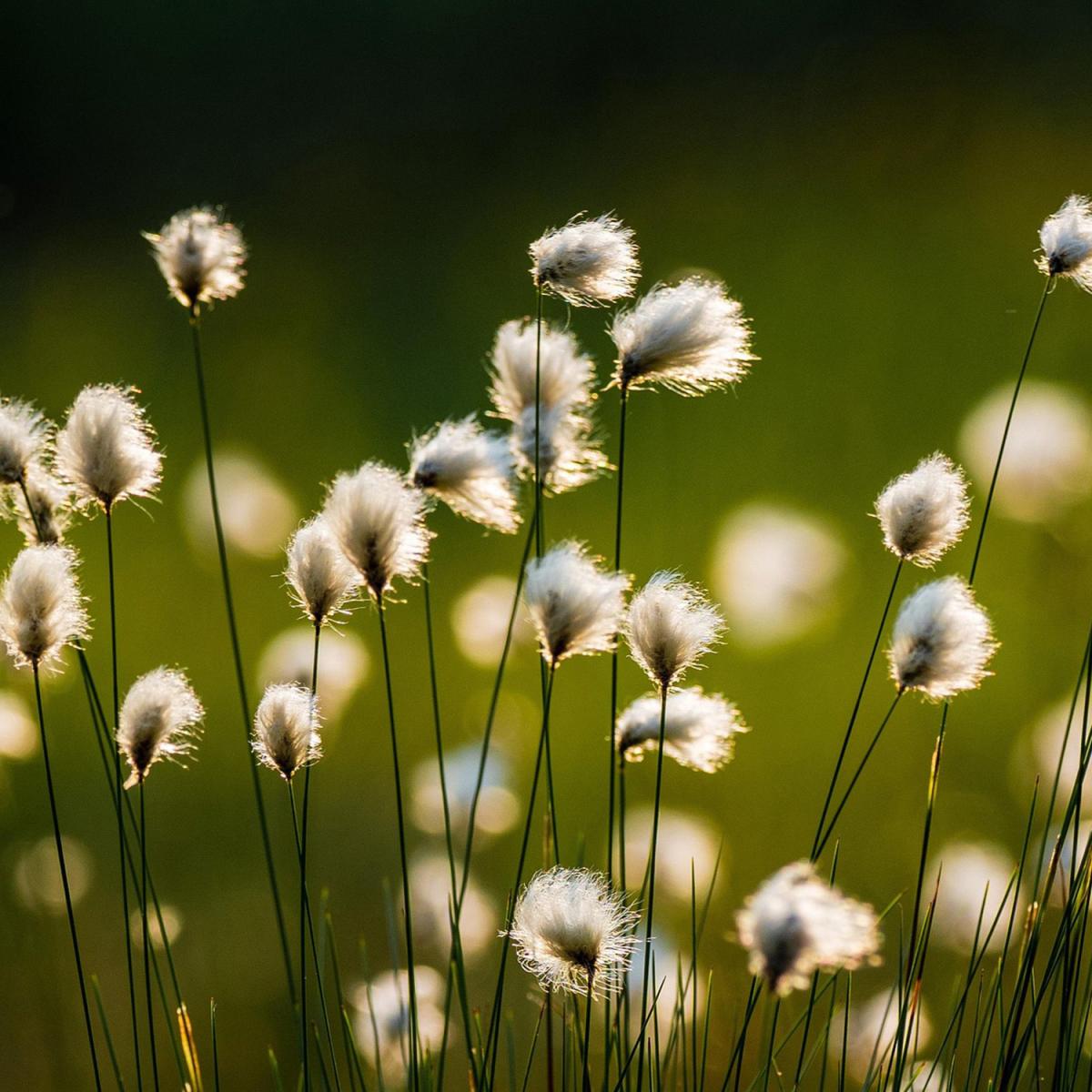 Arctic cotton Arctic cotton growing against a green background, with slender stems topped by white, fluffy seed heads.