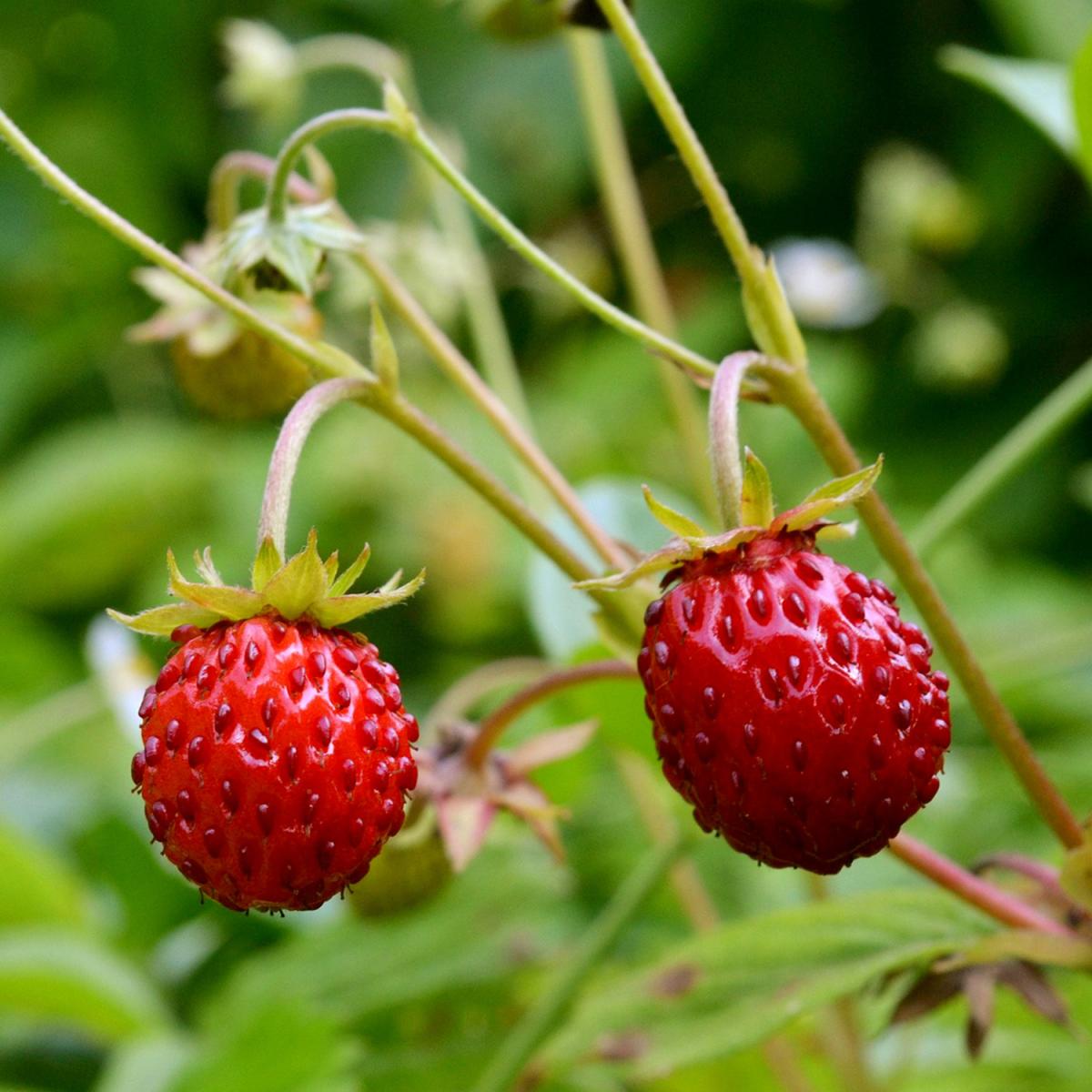 Wild strawberry Two bright red wild strawberries growing side by side.
