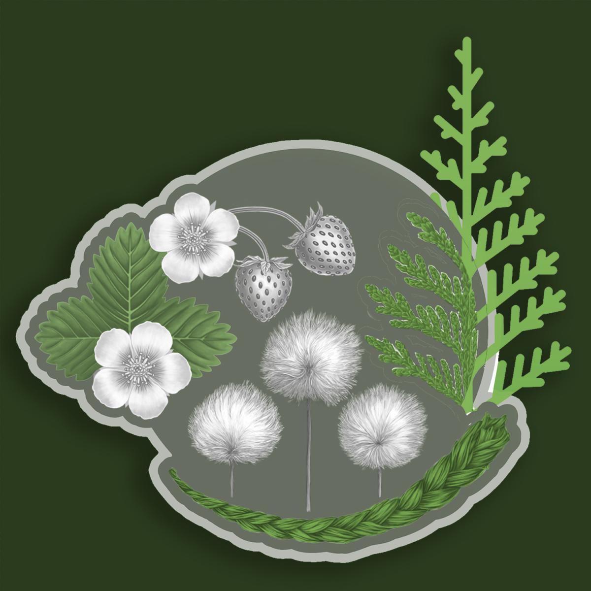 Four plants A representation of four plants, wild strawberry, western red cedar, braided sweetgrass and arctic cotton in a circle.